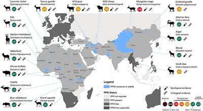 Eradication of Peste des Petits Ruminants Virus and the Wildlife-Livestock Interface